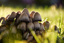 Mushrooms In The Grass