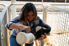 Farm Owner Feeding Calf With Bottle Of Milk
