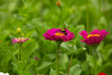 Fototapeta Krajobraz - Cute Hummingbird Moth On Pink Zinnia Flower