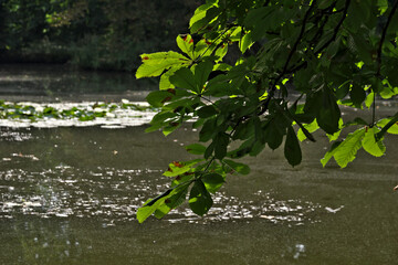 Wall Mural - a branch of horse chestnut on the dome of the water.