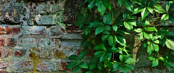 Wall Mural - green climber of ivy on an old brick wall.