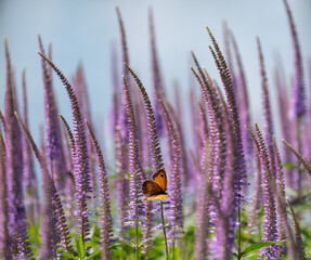 Wall Mural - Tall purple Veronica speedwell with red admiral butterfly flitting amongst the spikey plant stems. Photographed in a garden in Surrey UK.