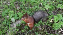 Squirrel Eats Hazelnuts On The Grass In The Park.