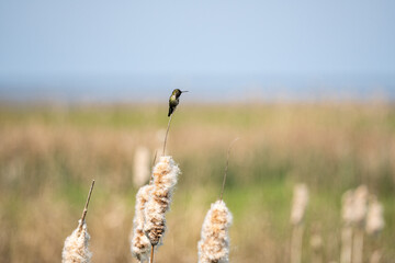 Wall Mural - a tiny hummingbird resting on the tip of the fluffy cattail grass in a open filed in the marshland