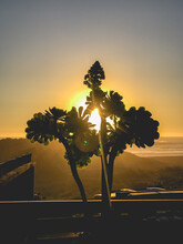 Beautiful Succulent Tree Silhouette With The Sea, The Sun And The Sunset Behind