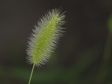 Tokyo,Japan - August 6, 2021: Closeup Of Setaria Viridis, Green Foxtail, Green Bristlegrass Or Wild Foxtail Millet
