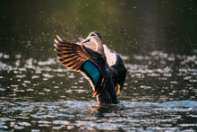 Pacific Black Duck Bathing At Sunset