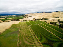 Drone Shot Of Grapevines In Summer Landscape