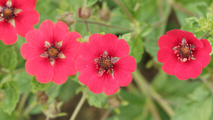 Canvas Print - Potentilla atrosanguinea 'Gibson's Scarlet' ou Potentille vivace à petites fleurs en coupe rouge écarlate, centre foncé au sommet de tiges érigées et poilues au feuillage soyeux vert tendre