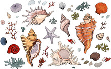 Colored Seashells Vector Set. 
Hand Drawn Illustration On White Background. Collection Of Realistic Sketches. Mollusk Sea Shells Different Forms, Echinus, Sea-urchin, Starfish, Seaweed, Coral, Clam.
