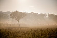 Morning Sunshine, Fog And Eucalyptus Trees In A Paddock