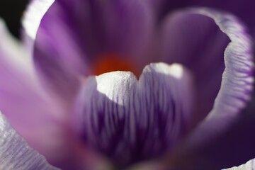 Wall Mural - purple crocus in the garden