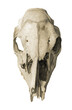 Animal skull front view