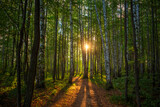 Fototapeta Fototapeta las, drzewa - A path in a birch grove at dawn, the rising sun in the center