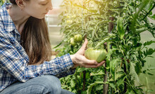 Woman Gardener Is Carefully Holding In Her Hands And Examining The Still Unripe Tomatoes In The Greenhouse