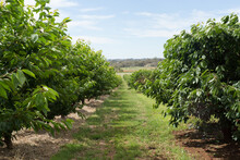 Rows Of Cherry Trees In An Orchard
