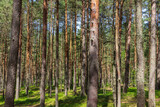 Fototapeta Las - Pine trees in a forest in northern Russia on a sunny summer day. Coniferous forests of the middle latitude. Straight vertical tree trunks.
