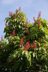 Wall Mural - red flowers of horse chestnut - Aesculus carnea tree at spring