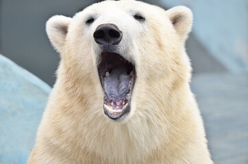 polar bear portrait