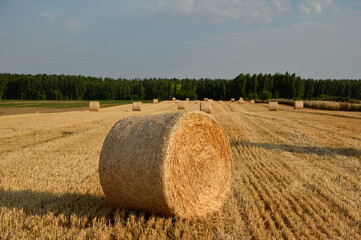 Wall Mural - golden straw bales in sunlight in the harvested wheat field