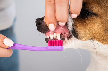 Woman brushing her dog jack russell terrier teeth on white background.