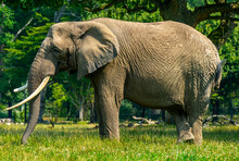 Large African Elephant Grazing On A Lush Green Savanna.