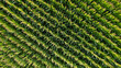 Corn field of green corn stalks and tassels, aerial drone photo above corn plants. High quality photo