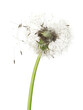 Beautiful puffy dandelion blowball on white background