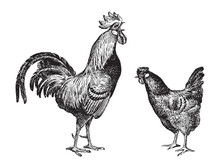 Chicken Rooster And Hen - Vintage Engraved Vector Illustration From Larousse Du Xxe Siècle