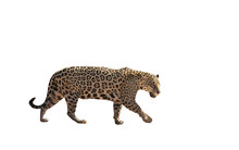 Jaguar Walking On A White Background