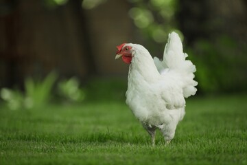 chicken.