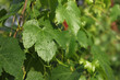 green and wet vine leaf in summer. vineyard after rain