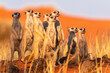 Erdmännchen Gruppe (Suricata suricatta) in der Kalahari, Namibia