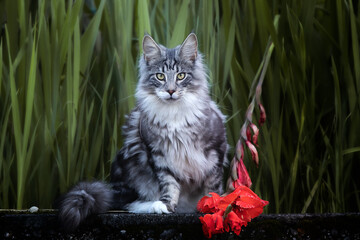 Main Coon