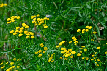 Canvas Print - Tansy // Rainfarn, Wurmkraut (Tanacetum vulgare)