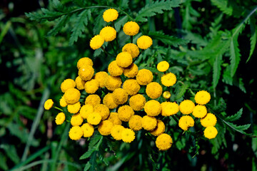 Canvas Print - Rainfarn, Wurmkraut // Tansy (Tanacetum vulgare)