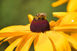 Biene sammelt Honig auf einer gelben Blüte