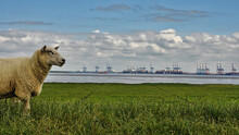 Side View Of A Cute Sheep On A Seaside Green Grass With Ships In The Background On A Sunny Day