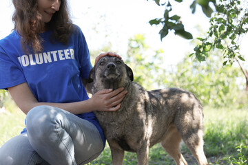 Wall Mural - Volunteer with homeless dog in animal shelter