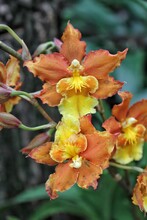 Bright Orange Orchid Flower 