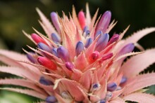 Huge Blush, Pink, And Blue Bromeliad Flower Growing In The Garden In Full Bloom.