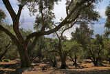 Fototapeta Natura - Old olive trees on Corfu island