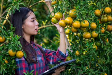 young asian girl who owner tangerine plantation wearing plaid shirt checking quality of her tangerines before harvesting and checking market prices on app now with her tablet