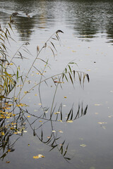 Canvas Print - Vertical shot of a  beautiful autumn view with  yellow leaves on a water