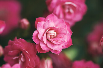 Wall Mural - Close up image of pink Kalanchoe flower, nature background