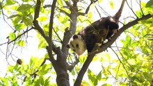 Possum Sitting In Orange Tree. Slider Shot Left To Right