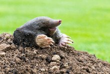 Mole On The Top Of The Mole Hill