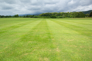 Wall Mural - green grass field