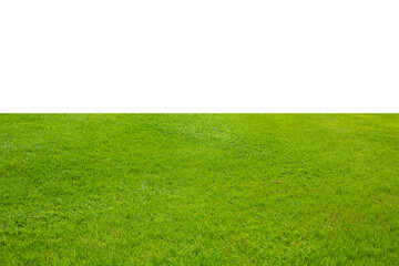 Canvas Print - green grass isolated on white