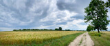 Fototapeta  - Polna droga wśród upraw rolnych. Obszary wiejskie z uprawami rolnymi w okresie lata.